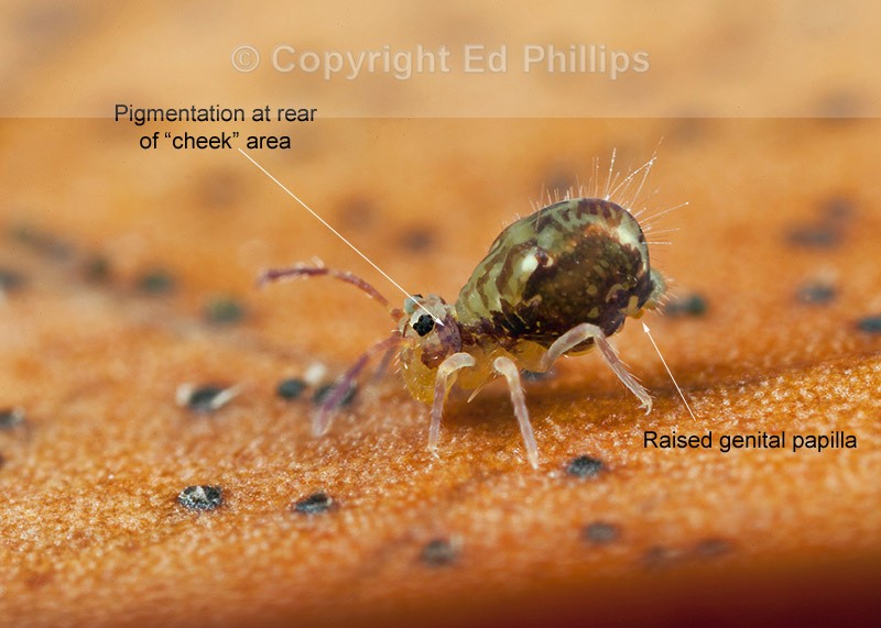 Dicyrtomina saundersi (m)