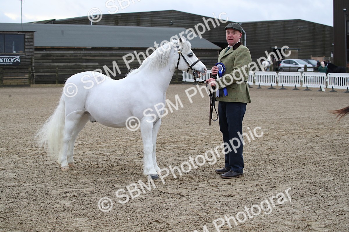 SBM_003949 - Class 1-4 - Young Stock classes Inc. In Hand Championship