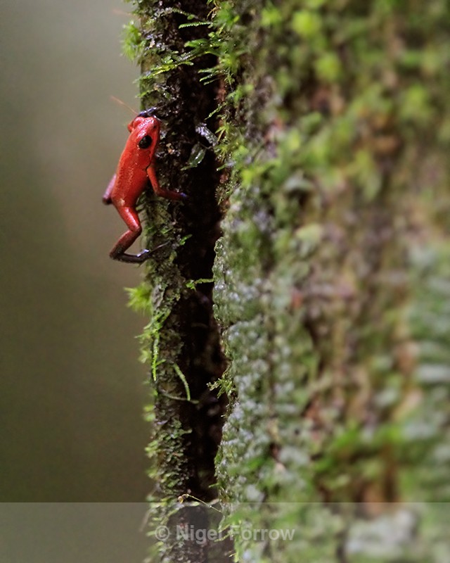 Strawberry Poison Frog climbing tree, Tortuguero, Costa Rica - REPTILES & AMPHIBIANS