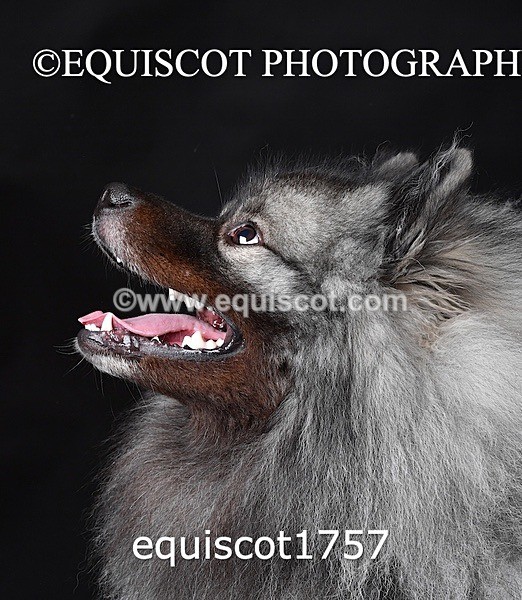 equiscot1757 - HONEY & SHADOW