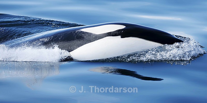  - Orca