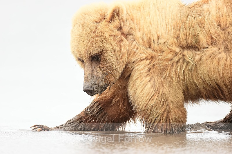 Brown Bear digging deep for clams, Silver Salmon Creek, Alaska - Brown Bear
