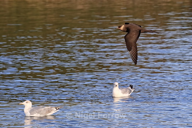 Arctic Skua low over gulls on water, Flatanger, Norway - Arctic Skua