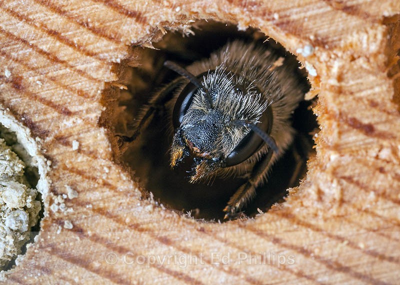 Osmia leaiana (f) - Osmia leaiana