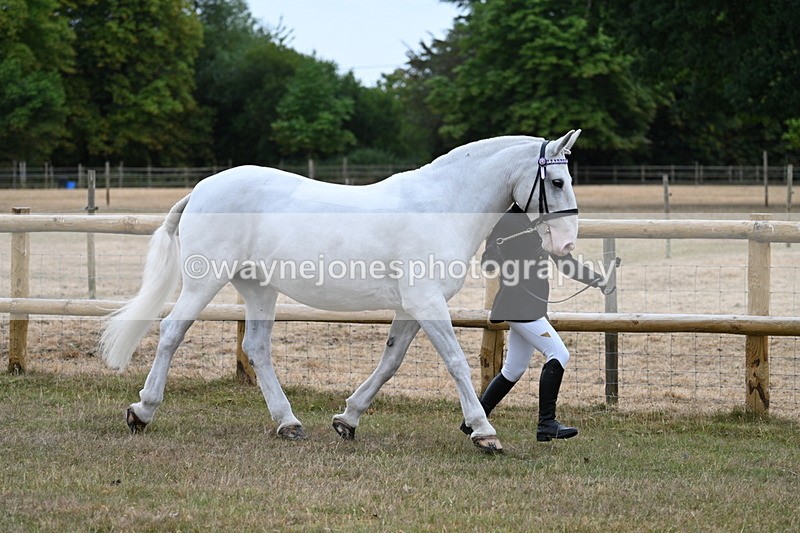 WJ7_8876 - Class 4a Prettiest Mare 14.2hh and over