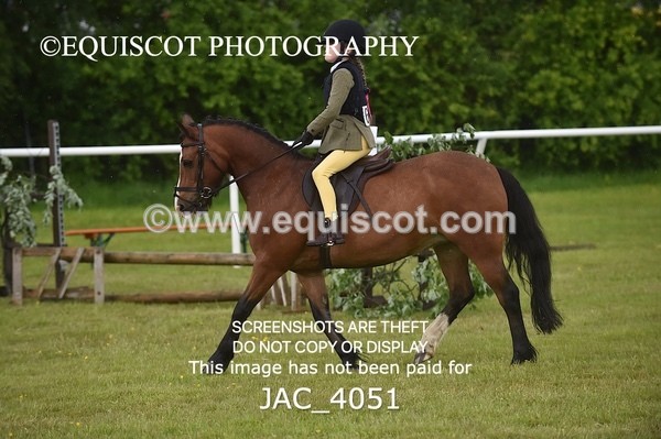 JAC_4051 - 40CM WORKING HUNTER