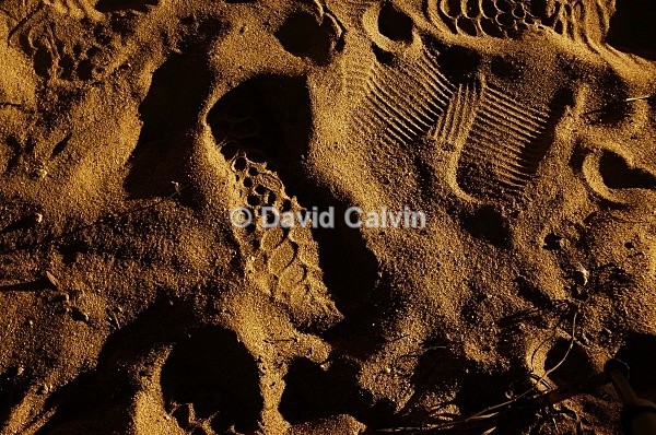 Footprints In The Sand - Nocturnal