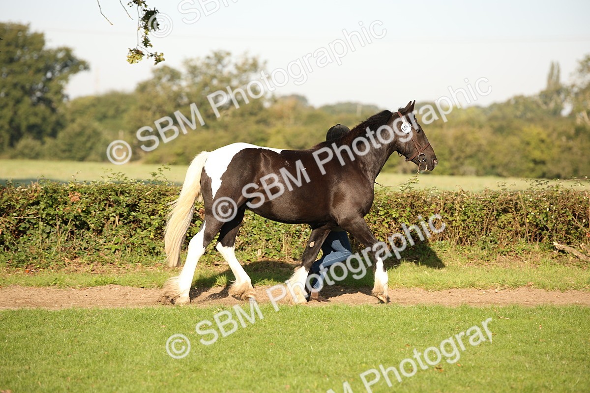 SBM_58702 - S51 - Piebald & Skewbald Horse In Hand