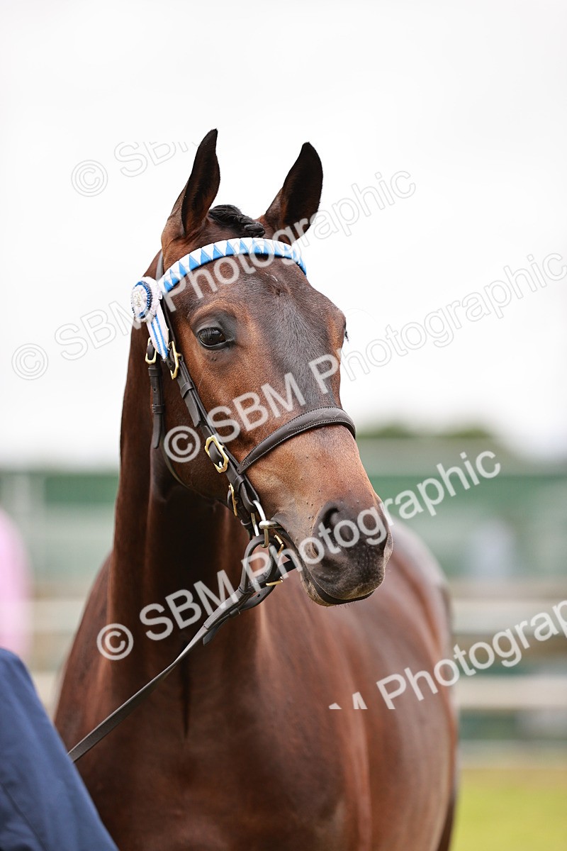 SBM_04784 - Class 35-38 Riding Horse Breeding