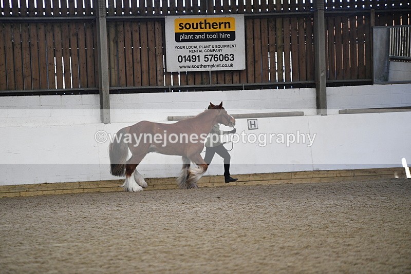 WJ5_5286 - Class 8 In hand cob