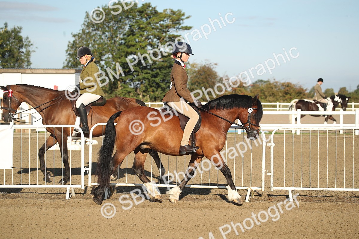 SBM_11494 - Class 502 - Riding Club Horse