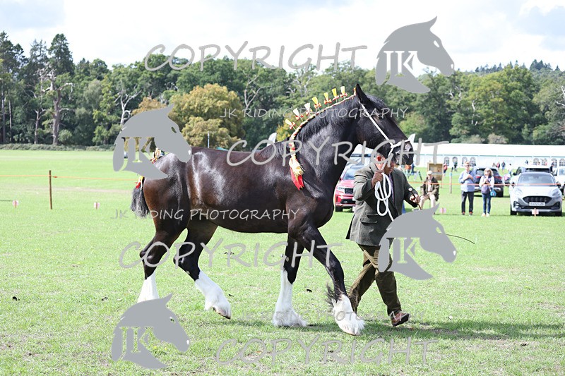 APP_3227 - Class 3 Youngstock