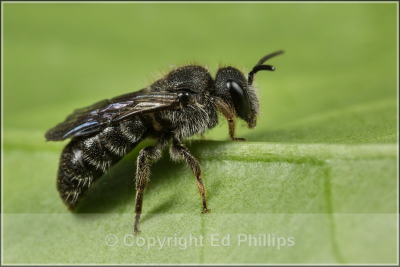 Stelis phaeoptera (m) - Stelis phaeoptera