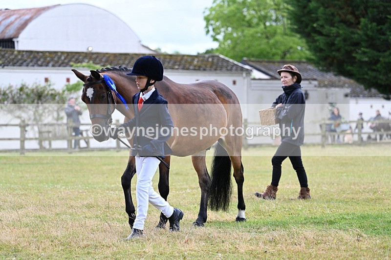 WJ7_6793 - Class 5 Handsome Gelding in hand
