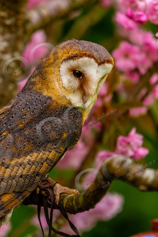 European Barn owl tyto alba gulgutta-3888 - Owls of the World