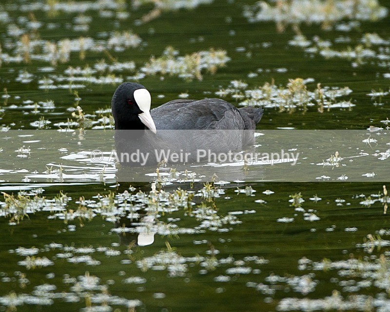 20110826-_MG_6524 - Rails & Coots
