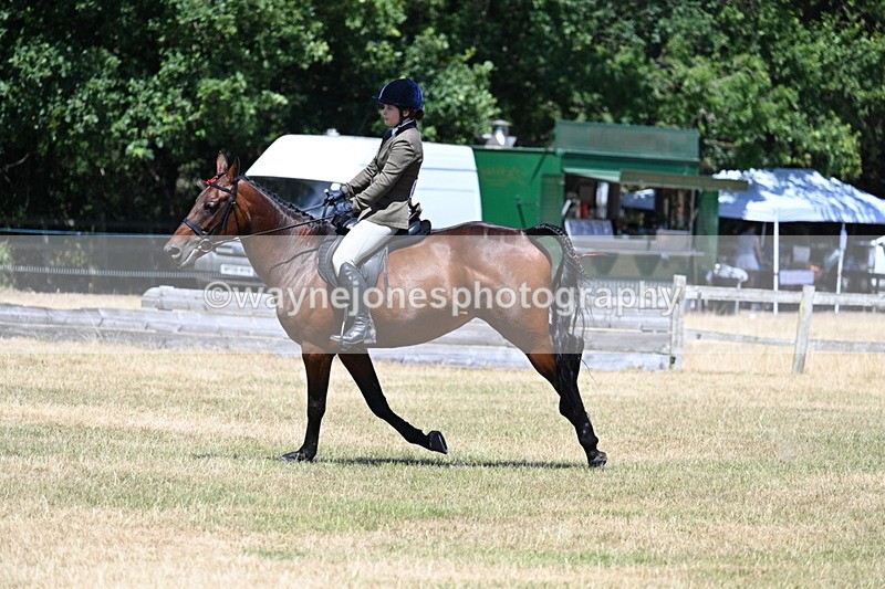 WJ7_3107 - Class 7 Riding Club Show Horse