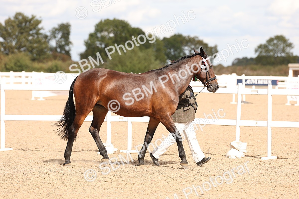 SBM_14745 - Class 208 - IH Veteran Horse