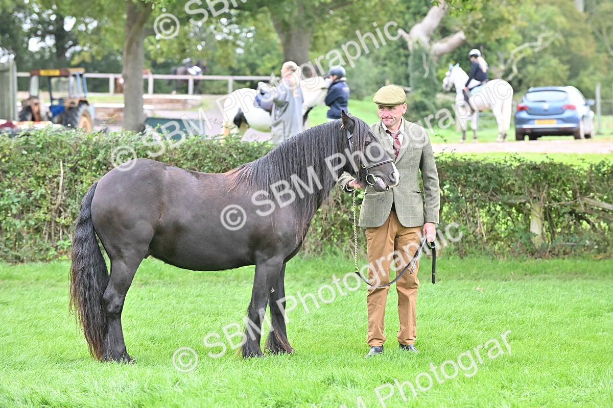 SBM_58156 - S47 - Mini Show Cob In Hand
