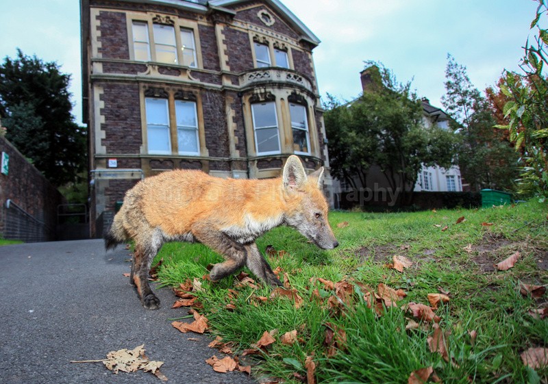 Urban Fox_Bristol_0238 - Urban Foxes, Bristol, Great Britain
