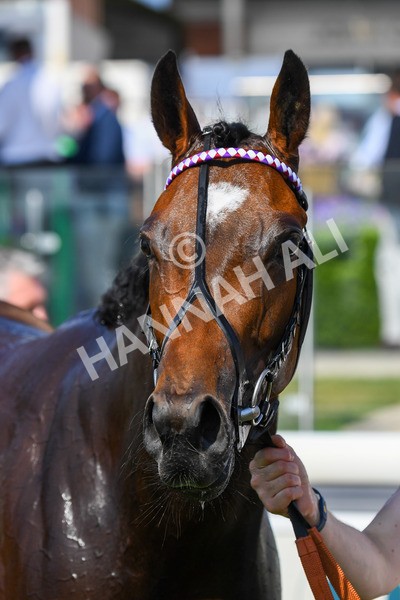 160623-Race 5-Harvanna-0645 - Race 5 4.10pm Juddmonte British EBF Fillies' Restricted Novice Stakes