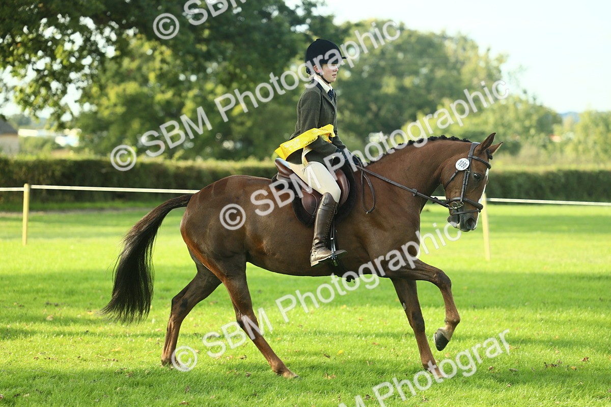 SBM_52278 - Working Hunter Supreme Championship