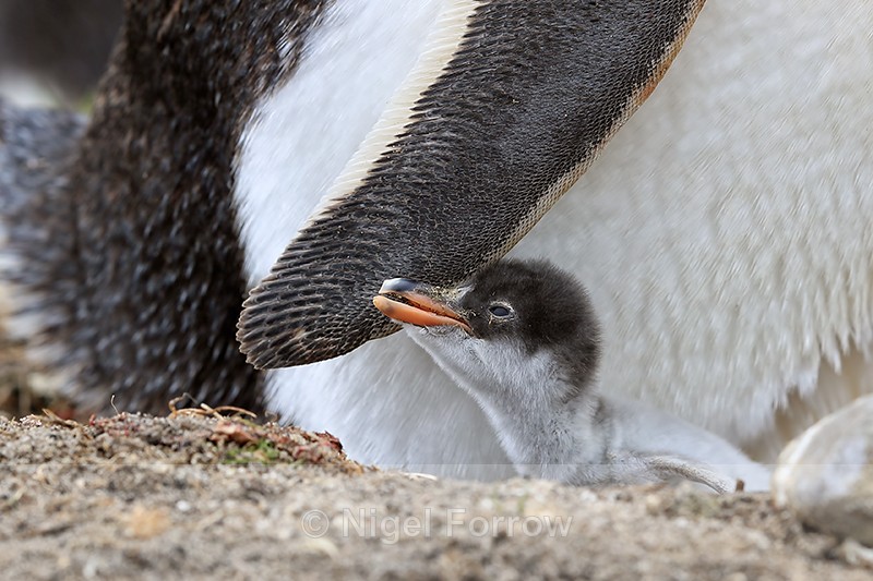 Gentoo Penguin chick by parent's wing, Sea Lion Island, Falklands - Gentoo Penguin