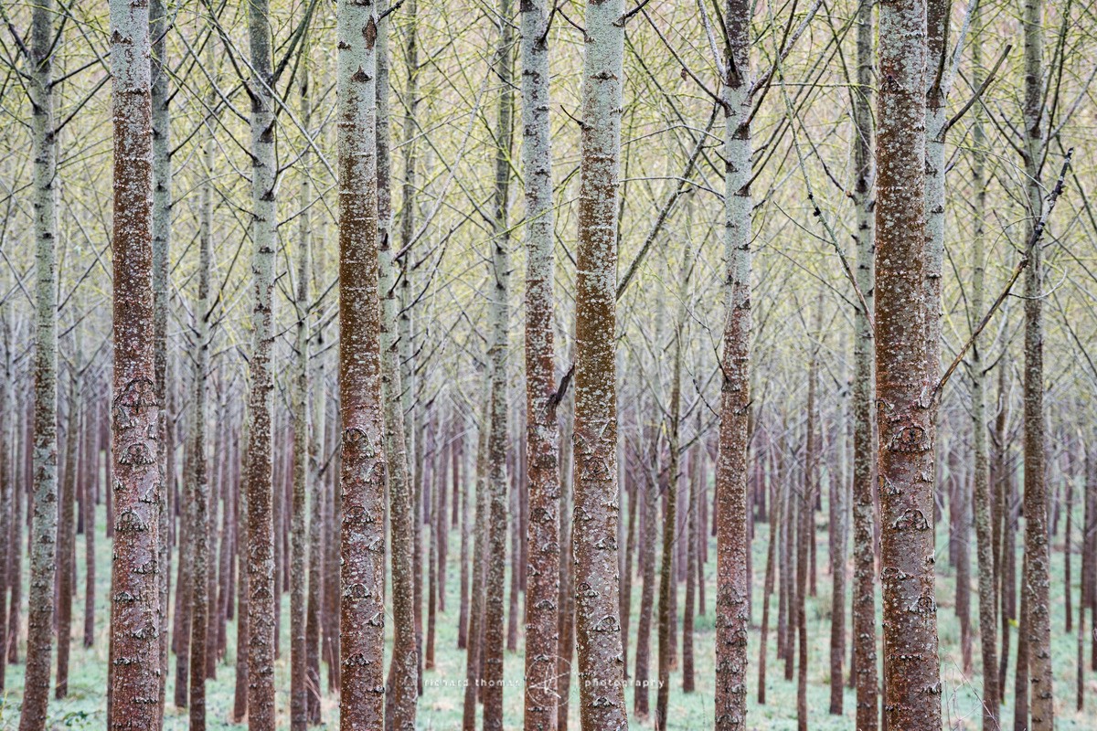 Poplar trees in a plantation