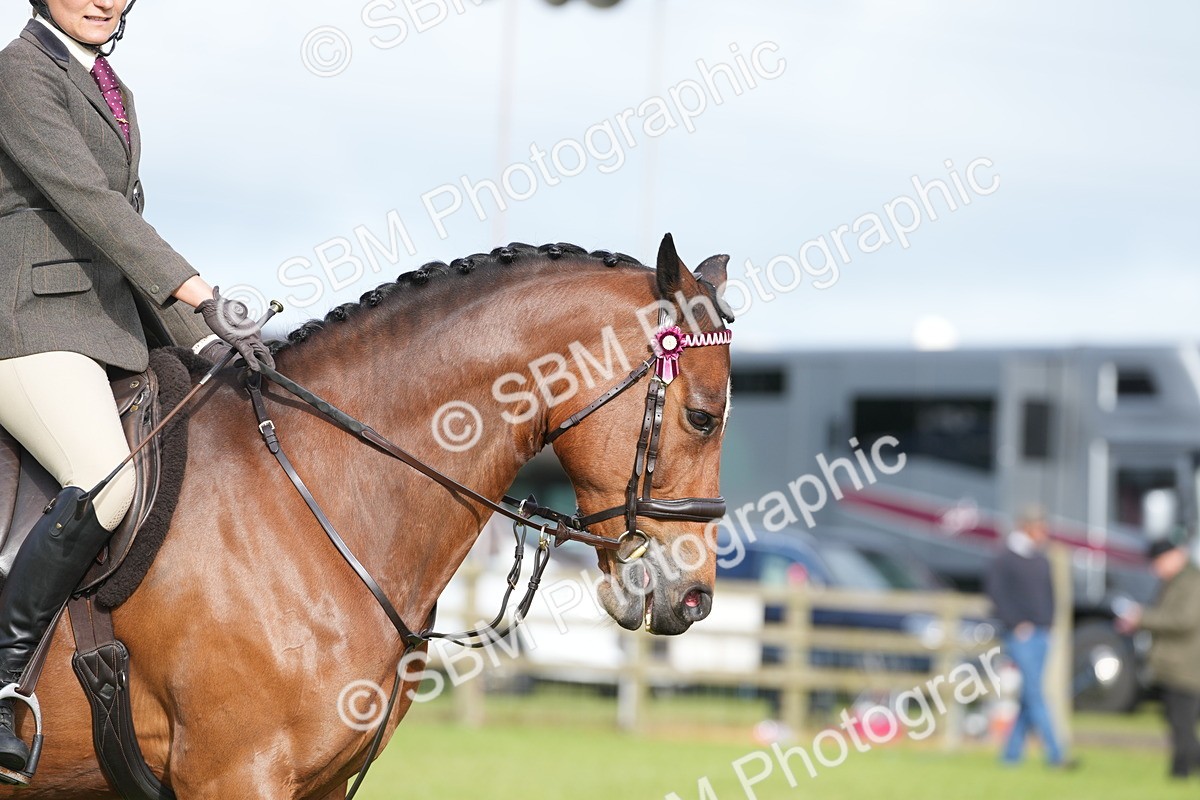 SBM_10458 - Class 97-98 - LIHS BSHA Rising Star Working Show Horse Hunter