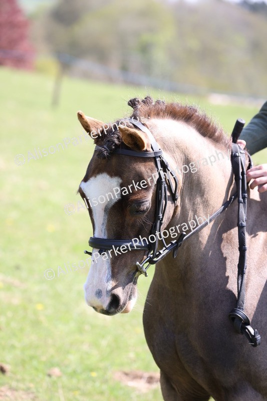 20250427-3276 - Class 33 - Best Pony 14.2hh and Under