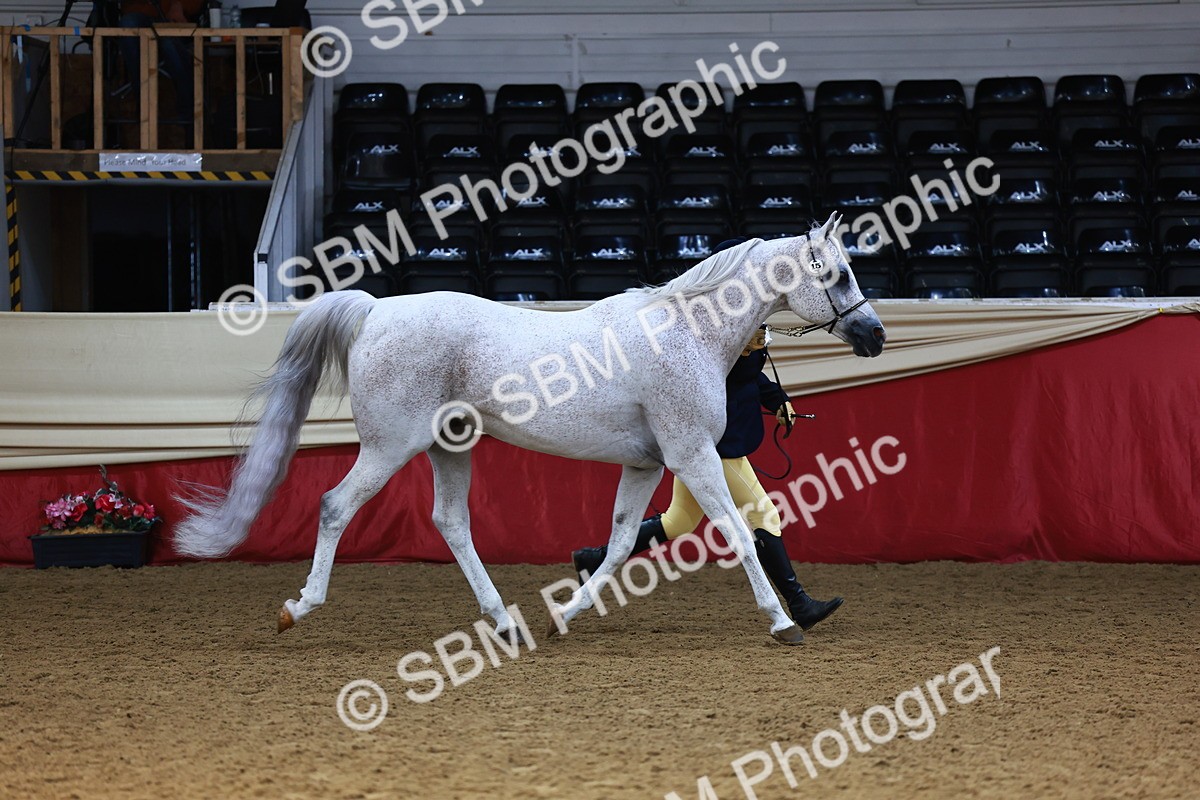 SBM_23243 - Class 903 - Supreme Final - IH Pre Vet