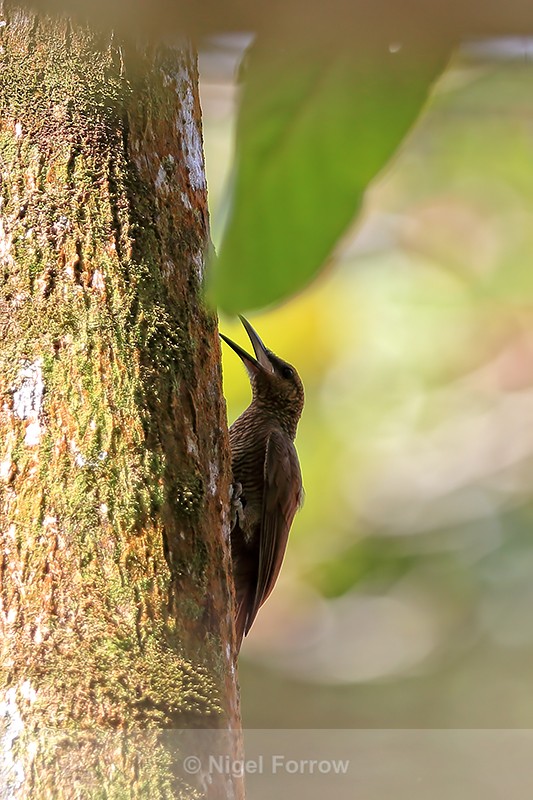 Northern Barred-Woodcreeper, Tortuguero, Costa Rica - Northern Barred-Woodcreeper
