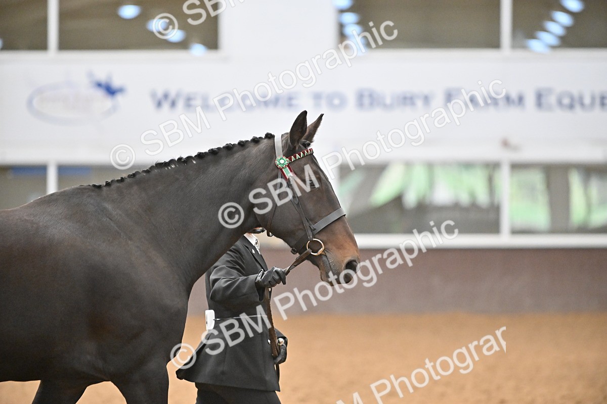 SBM_000067 - Class 4 - BSHA In Hand Show Cob