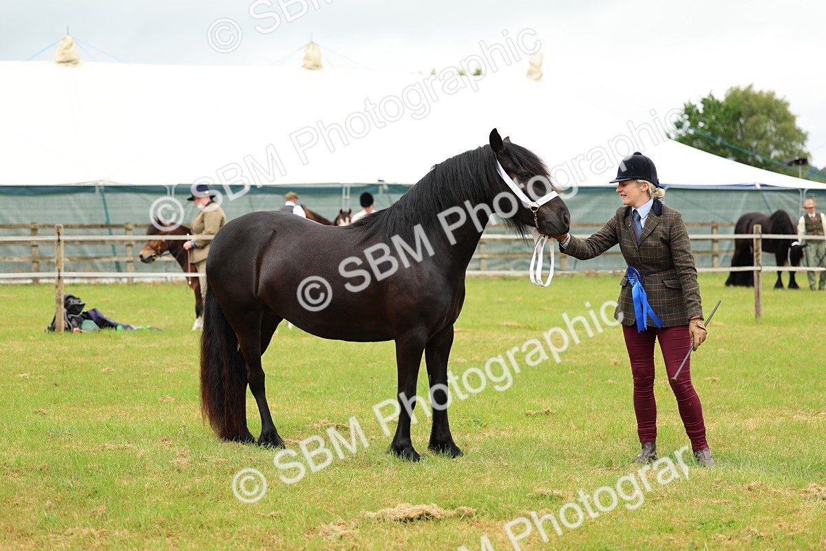 SBM_00441 - Class 58-67 - M&M Non Welsh Pony In hand