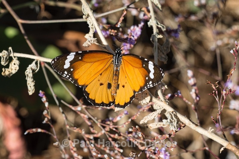Plain tiger (Danaus chrysippus) - Insects, Spiders and other Animals