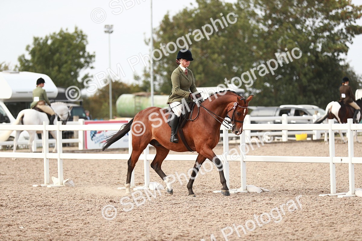 SBM_17436 - Class 215 Ridden Hack/ Riding Horse