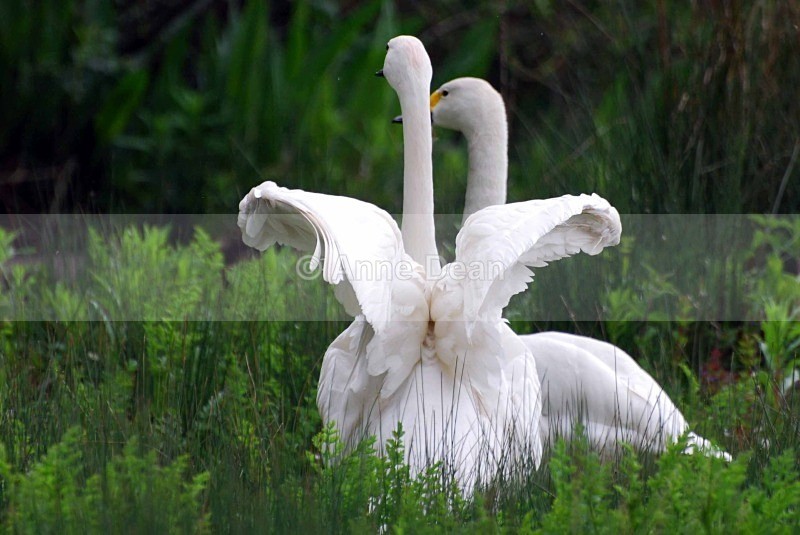 Unfurling those wings - Wildlife in the UK
