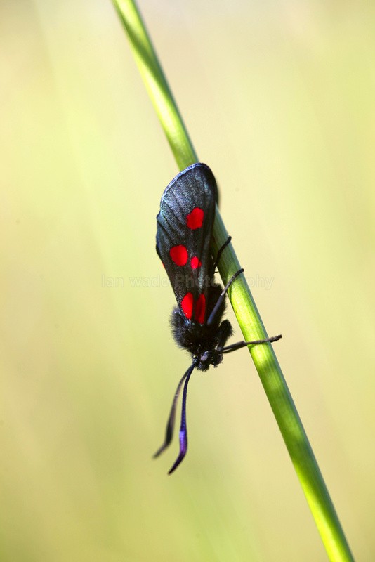  - Insects & Snails, Great Britain