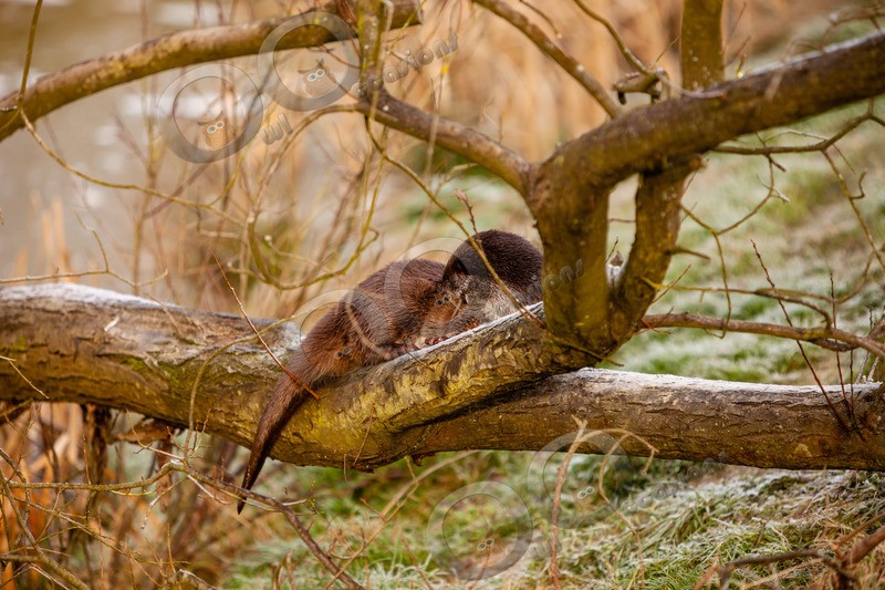 european otter lutra lutra-0669 - UK Wildlife
