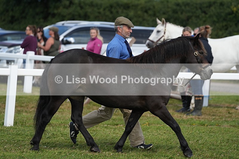 DSC05665 - Class 50: NPS M&M 4 years and over Small Breeds