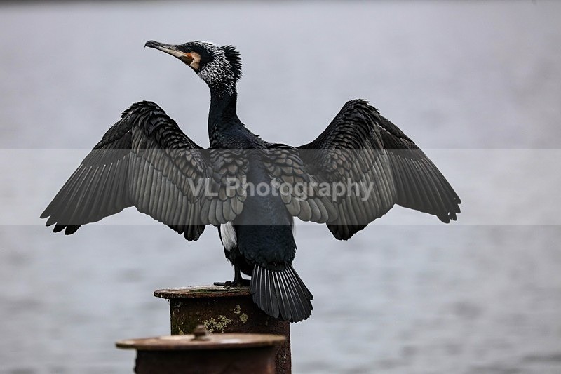 Cormorant - Animals and Birds