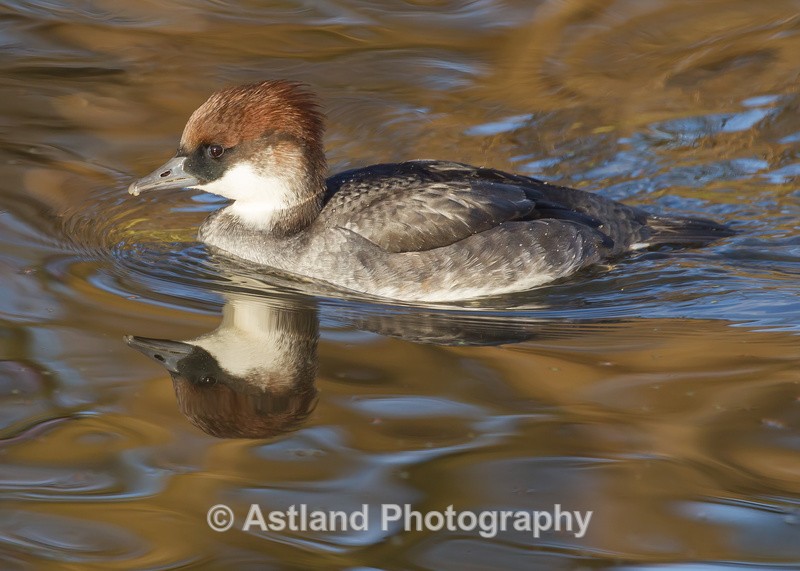 Astland Photography, Bird and Wildlife Images, Susan and Peter Wilson, U.K.