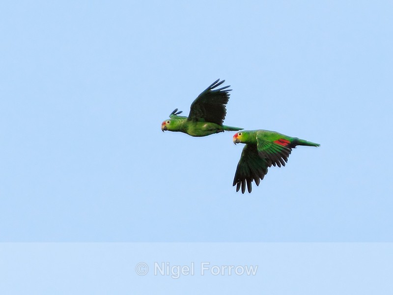 Red-lored Amazons in flight, Costa Rica - Red-lored Amazon