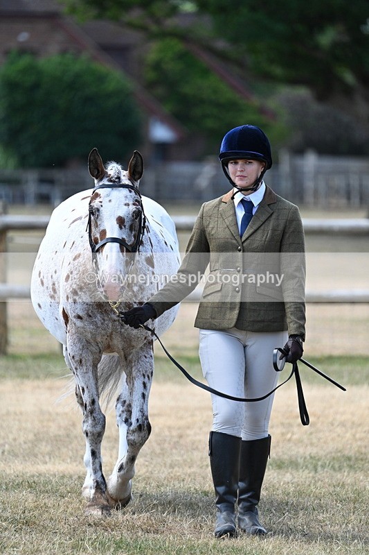 WJ7_2309 - Class 5a Most Handsome Gelding in hand (above 14.2hh)