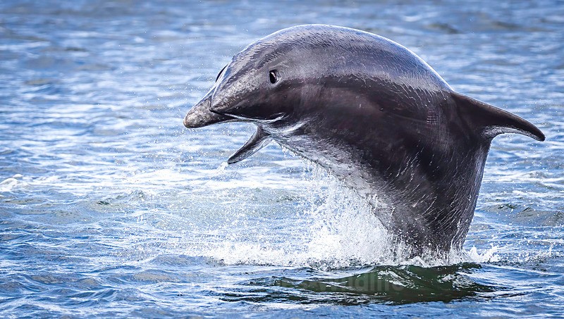 Chanory point, Bottle nose dolphins - Dolphins, Whales & Orcas. Scotland, Iceland, Azores & Madeira