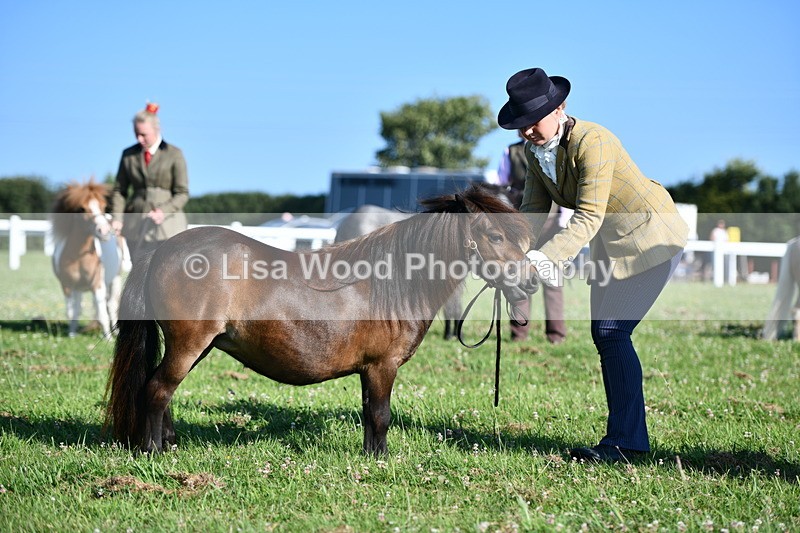 DSC_5596 - Class 49: NPS Shetland Youngstock
