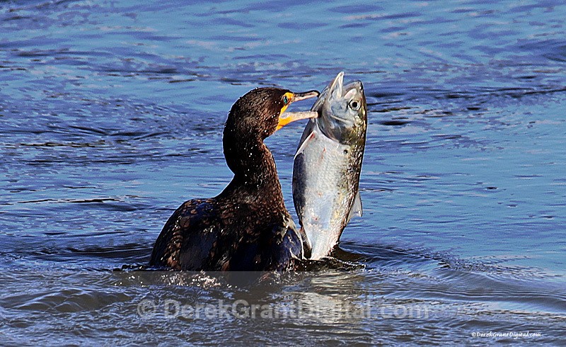 Catch of the Day! Double-crested Cormorant lands a big one - Urban Wildlife