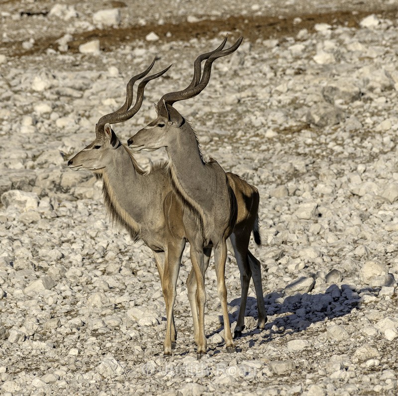 Kudu Pair - Namibia 2022