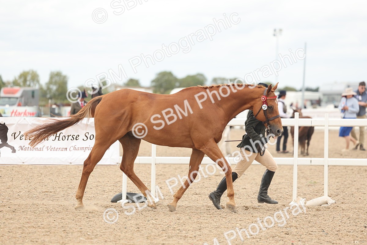 SBM_17080 - Class 313 - IH Retired Racehorse