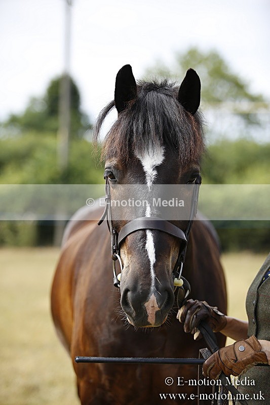 _C7A9632 - BVRC Sow 2018 Ring 2